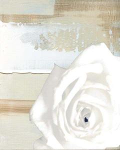 White Rose on Neutral Abstract