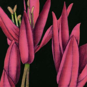Pink Graphic Lily TR