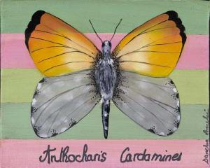 Anthocharis Cardamines