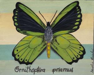 Ornithoptera Priamus