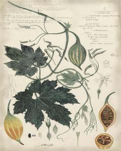 Botanical by Descube I