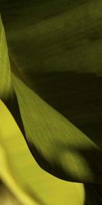 Leaf Detail III