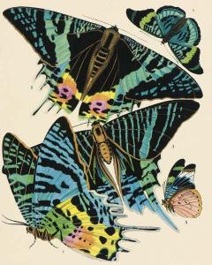 Exotic Butterfly II