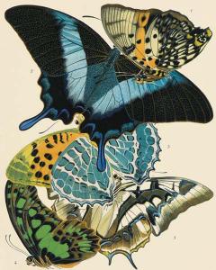 Exotic Butterfly VI