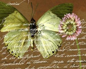 Scrolled Butterfly 2