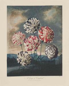 Group of Carnations