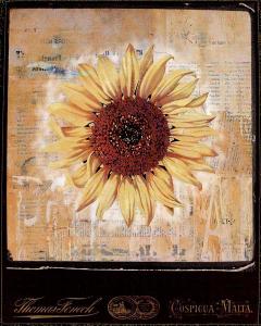 Morning News - Sunflower