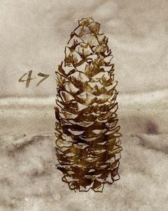 Pine Cone 47
