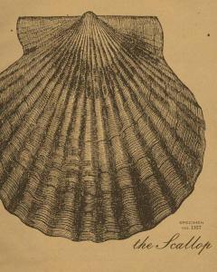 Scallop Etching