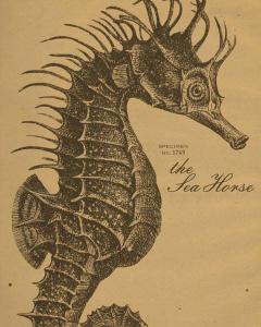 Sea Horse Etching