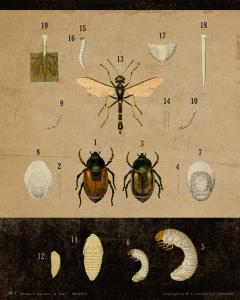 Vintage Educational Chart Insect