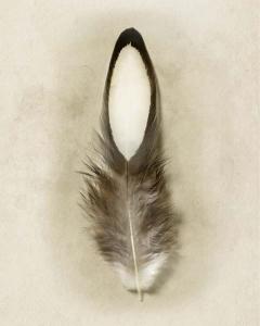 Feather Collection 1