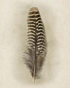 Feather Collection 2
