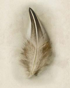 Feather Collection 3