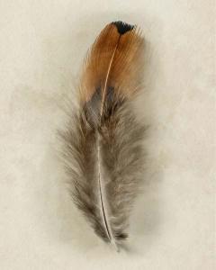 Feather Collection 5