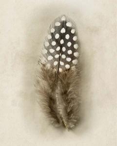 Feather Collection 6