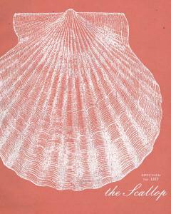 Scallop Etching-Coral