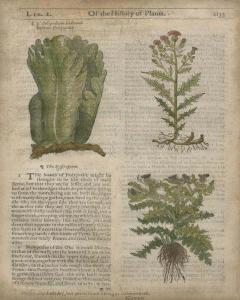 Of The History Of Plants 1133