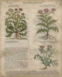 Of The History Of Plants 1151