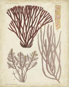 Seaweed Specimen in Coral I