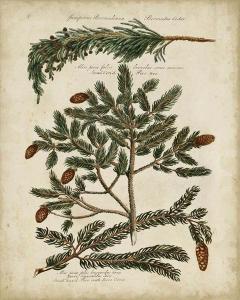 Antique Conifers IV
