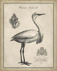Antiquarian Egret