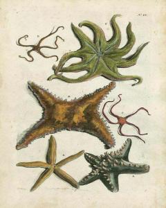 Starfish Illustr