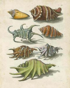 Conch Shell Illustr
