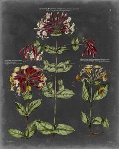 Vintage Botanical Chart I