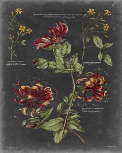 Vintage Botanical Chart II