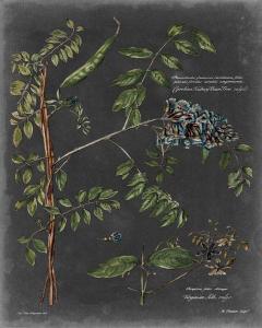 Vintage Botanical Chart VII
