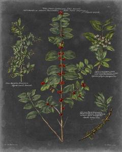 Vintage Botanical Chart VIII
