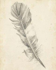 Feather Sketch I