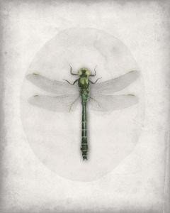 Dragonfly Color Plate