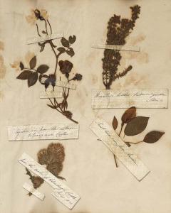 Herbarium 2
