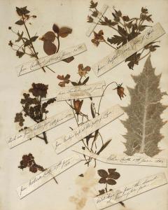 Herbarium 3