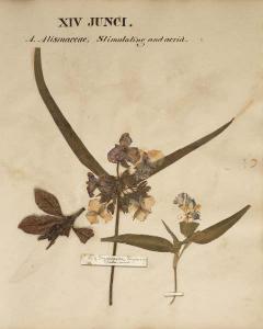 Herbarium 6