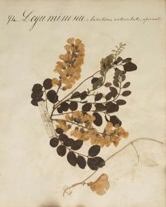 Herbarium 9