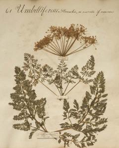 Herbarium 7
