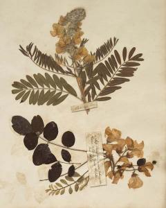 Herbarium 8