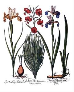 Lily & Two Irises