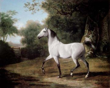Gray Arab Stallion in a Wooded Landscape