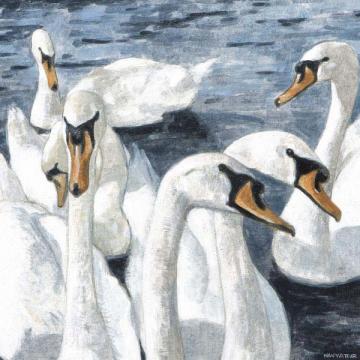 Resting Swans