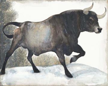 Winter Steer
