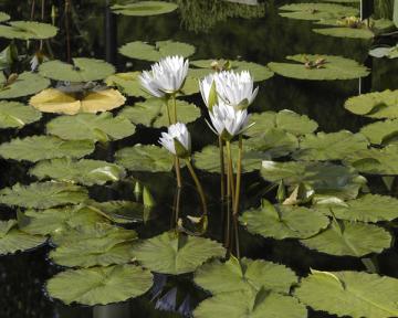 Lilies Of The Pond I