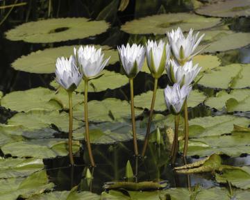 Lilies Of The Pond II