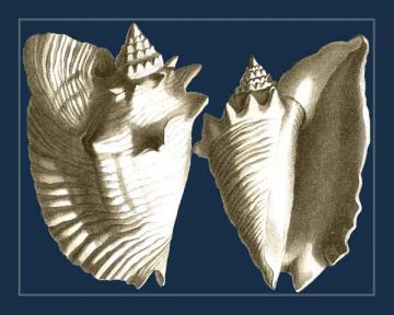 Conch Shells on Navy I