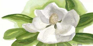 Magnolia on White