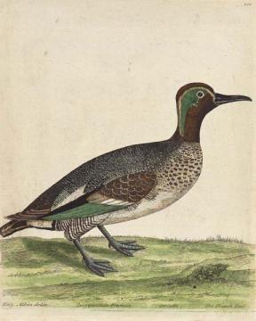 The French Teal