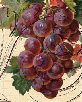 Scolled Grapes